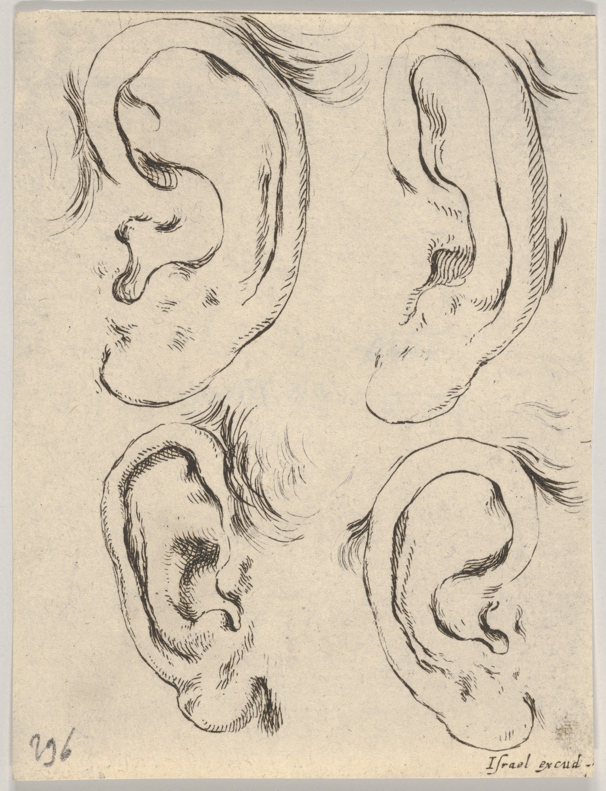 Four ears for listening (photo: Stefano della Bella/Wikimedia).
